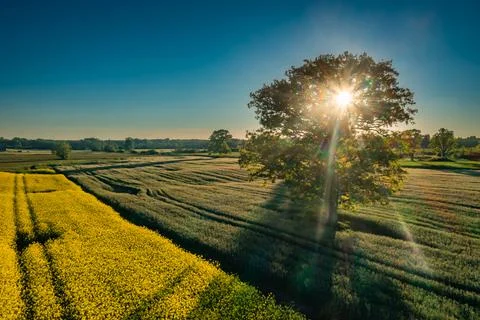 The sun shining through a tree on a green meadow, a vibrant rural landscape w Stock Photos