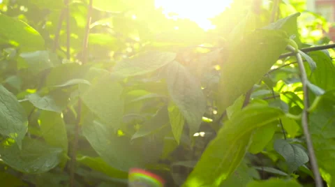 Sun shining through tree leafs in forest. Slow motion Stock Footage 66550034