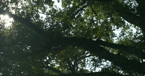 Sun shining through tree leaves Stock Footage 42106161