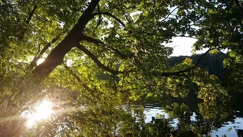 Sun shining through tree leaves above lake water in the early evening, Berlin Vídeos de archivo 74659630