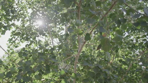 Sun Shining Through Tree Leaves Rustling in Breeze Stock Footage 208759689