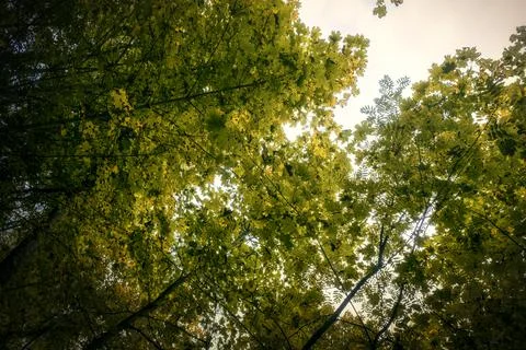 Sun Shining Through Tree Leaves Stock Photos