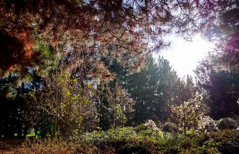 Sun shining through tree leaves brunches beautiful nature scenery Foto stock