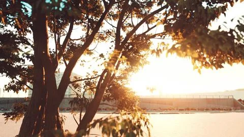 Sun shining through tree with lens flair Stock Illustration