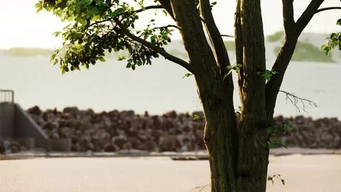Sun shining through tree with lens flair Stock Illustration