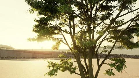 Sun shining through tree with lens flair Stock Illustration