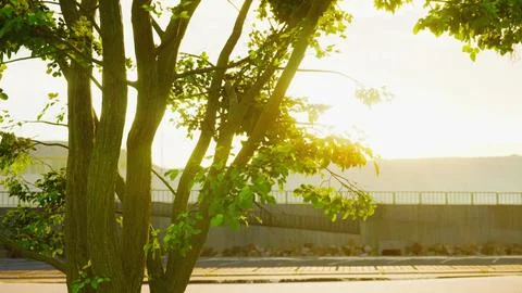 Sun shining through tree with lens flair Stock Illustration