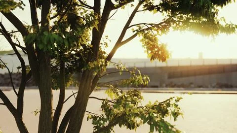 Sun shining through tree with lens flair Stock Illustration