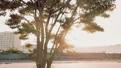 Sun shining through tree with lens flair Stock Illustration