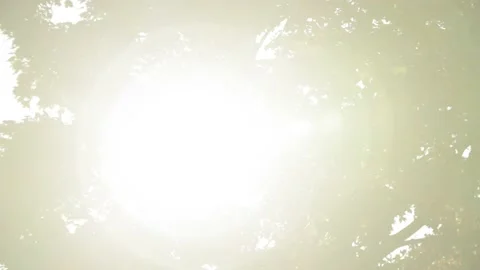 Sun Shining through Tree/ Lense Flare  Vídeos de archivo 144610796