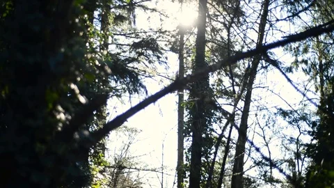 Sun shining through Tree - Panning upward Stock Footage 101214254