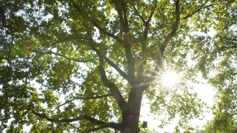 Sun shining through Tree in the Park / Beautiful Day  Vídeo Stock 145000303