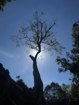 Sun shining through tree Foto stock