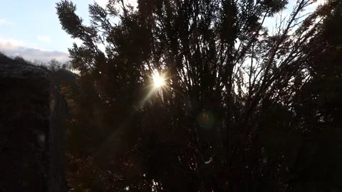 Sun shining through tree at sunset Video stock 151851885