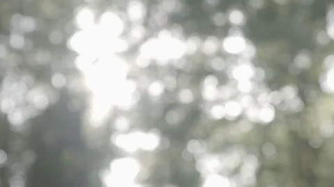 Sun shining through tree tops out of focus UNGRADED Stock Footage 101764323