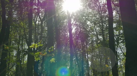 The sun shining through tree trunks. Autumn in the deciduous forest. Stock Footage 56726359