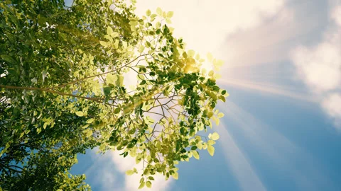 Sun shining through a tree. view from the sky under a tree. color grading. Stock-Footage 295965453