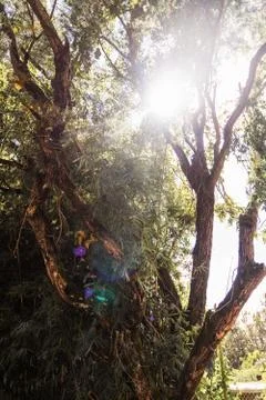 Sun Shining Through A Tree With Vines And Purple Flowers Stock Photos