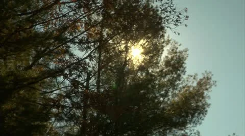 Sun shining through trees (1080-24FPS).mp4 Stock Footage 10976717