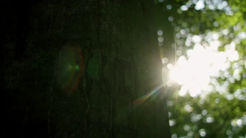 Sun shining through trees. 4K Stock Footage 221549736