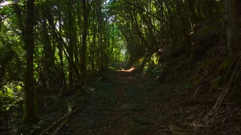 Sun Shining Through The Trees Along The Path Stockbeeldmateriaal 317442301