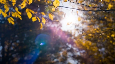 The sun shining through the trees and the golden autumn leaves Stock Footage 82970279