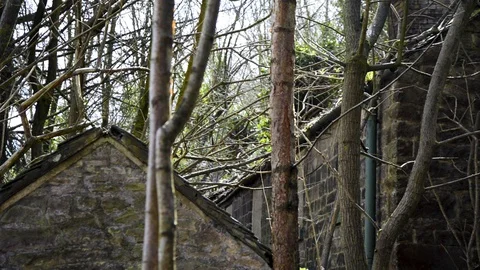 Sun shining through the trees and abandoned building's Видео 129756604