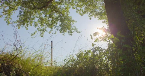 Sun Shining through Trees and Foliage 4K Stock Footage 160149543