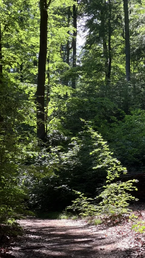 Sun shining through trees and forest road in summer. Vertical video Stock Footage 246498791