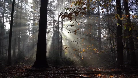 Sun shining through trees and golden leaves in woods in fall Видео 255613468
