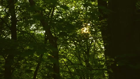 Sun is shining through trees and leaves Stock Footage 314366038
