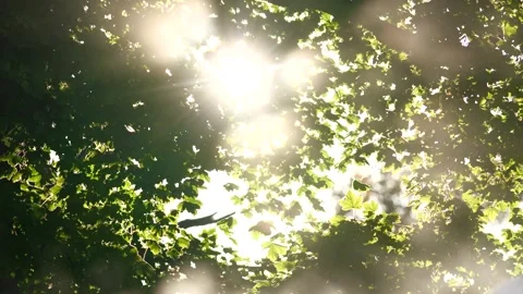 Sun shining through trees and green leves during summer Stock Footage 316522995