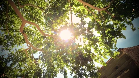 The Sun Shining Through the Trees and Reflected Lights Background Stock Footage 339974684