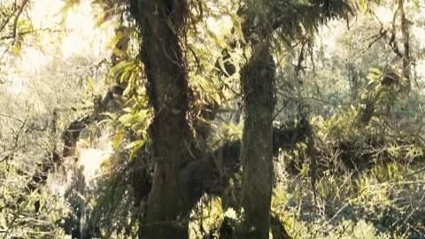 Sun shining through trees of Atlantic Forest - Canela, Rio Grande do Sul, Brazil 스톡 동영상 254912801