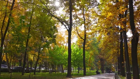 Sun is shining through the trees in autumn park, falling yellow leaves Stock Footage 166444068
