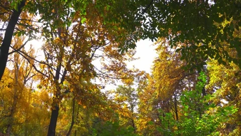 Sun is shining through the trees in autumn park Stock Footage 166444195