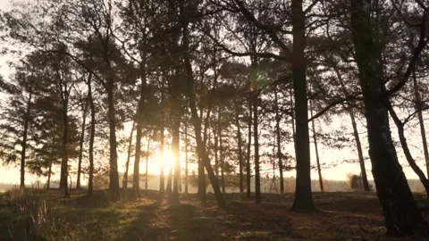 Sun shining through trees in autumn forest Stock-Footage 292924355