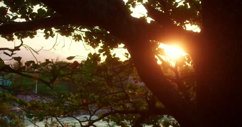 Sun Shining Through Trees at the Beach Stockbeeldmateriaal 247460884