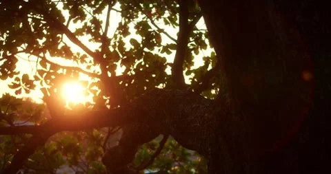 Sun Shining Through Trees at the Beach Stock Footage 247461241