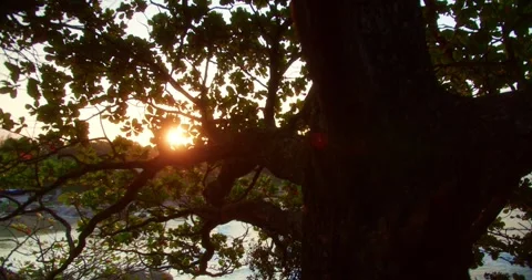 Sun Shining Through Trees at the Beach Stock Footage 247461320