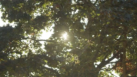 Sun shining through trees/ beautiful day in the forest/ lense flare 動画素材 144610820