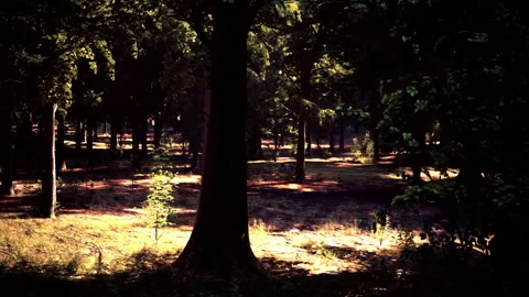 The sun shining through the trees in a beautiful woodland scene Vídeos de archivo 251890725