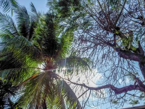 Sun Shining Through Trees on a Beautiful Afternoon in Bali Stock Photos