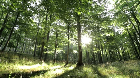 Sun shining through trees in a beautyful forest and on grass Stock Footage 36668243