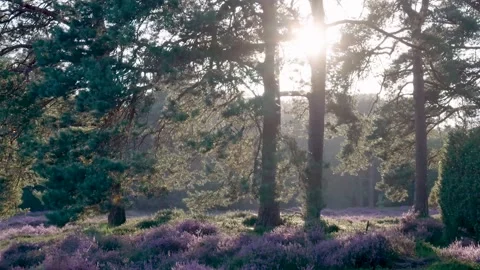 Sun shining through trees in blooming heather field Stock Footage 315339586