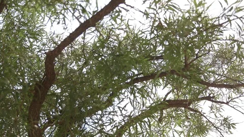 Sun Shining Through the Trees With Blue Sky in the Background Stock Footage 99434856
