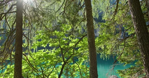 Sun shining through trees at braies lake in the dolomites Stock Footage 340789935