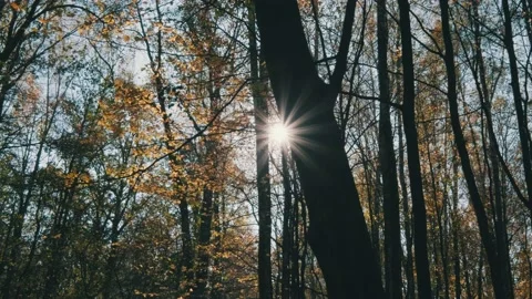 Sun shining through trees branches in autumn forest 動画素材 131065717