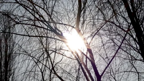 Sun is shining through the trees branches, Stock Footage 183397891