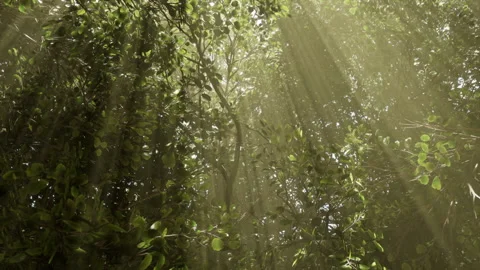 Sun Shining Through Trees in the Breeze Stock-Footage 201346885
